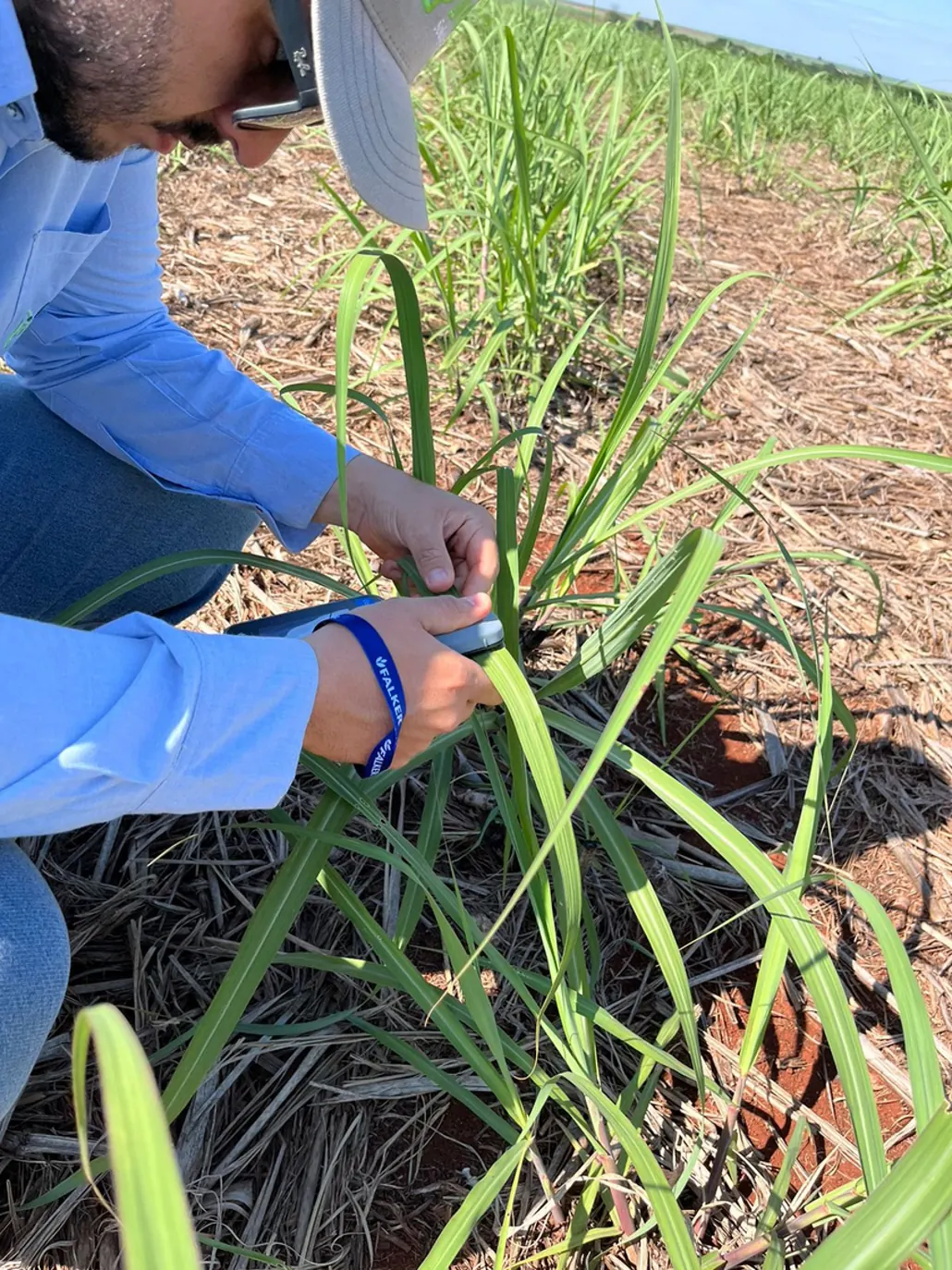 Técnico avaliando plantas de cana em campo
